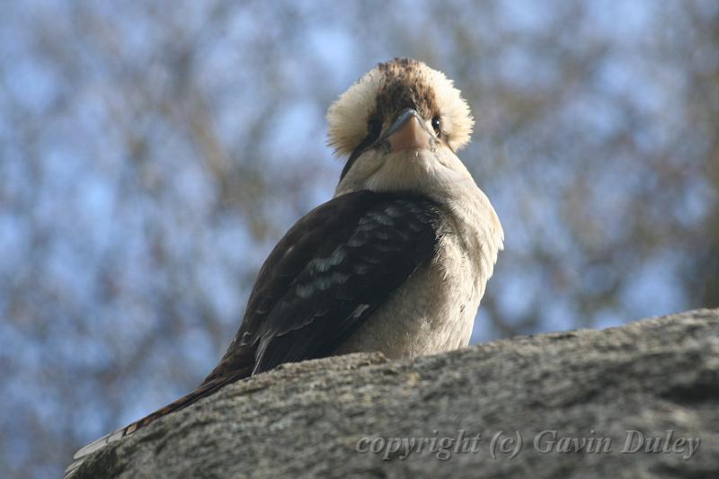 Kookaburra, Tindale Gardens IMG_6926.JPG